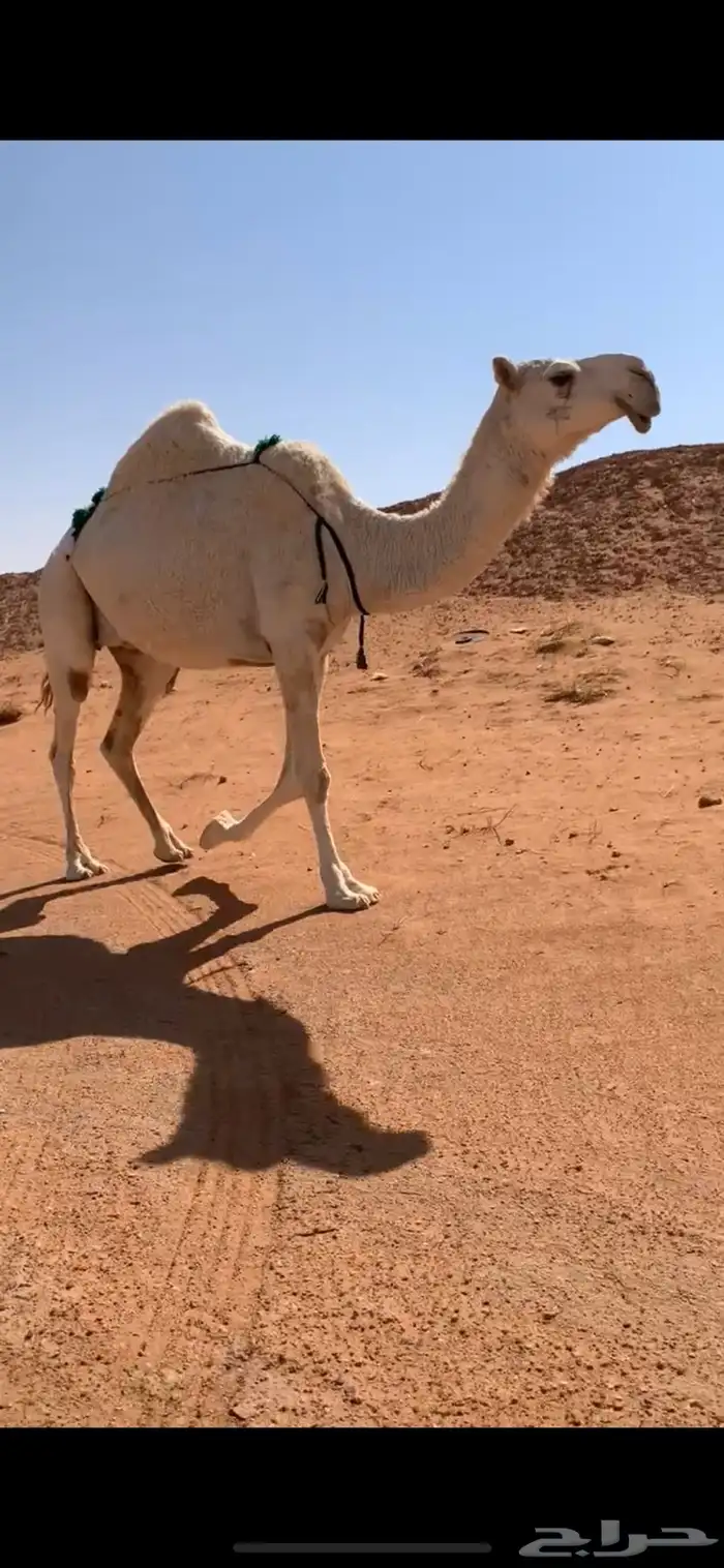 ضروبه مبيوع حاشيها قبل ايام عظمها طيب 7