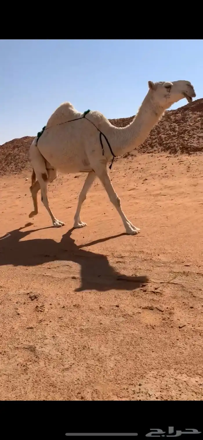 ضروبه مبيوع حاشيها قبل ايام عظمها طيب 1