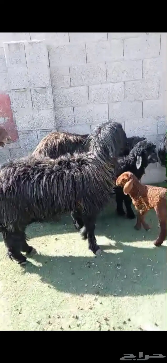 رغايث عرب طيبه 0