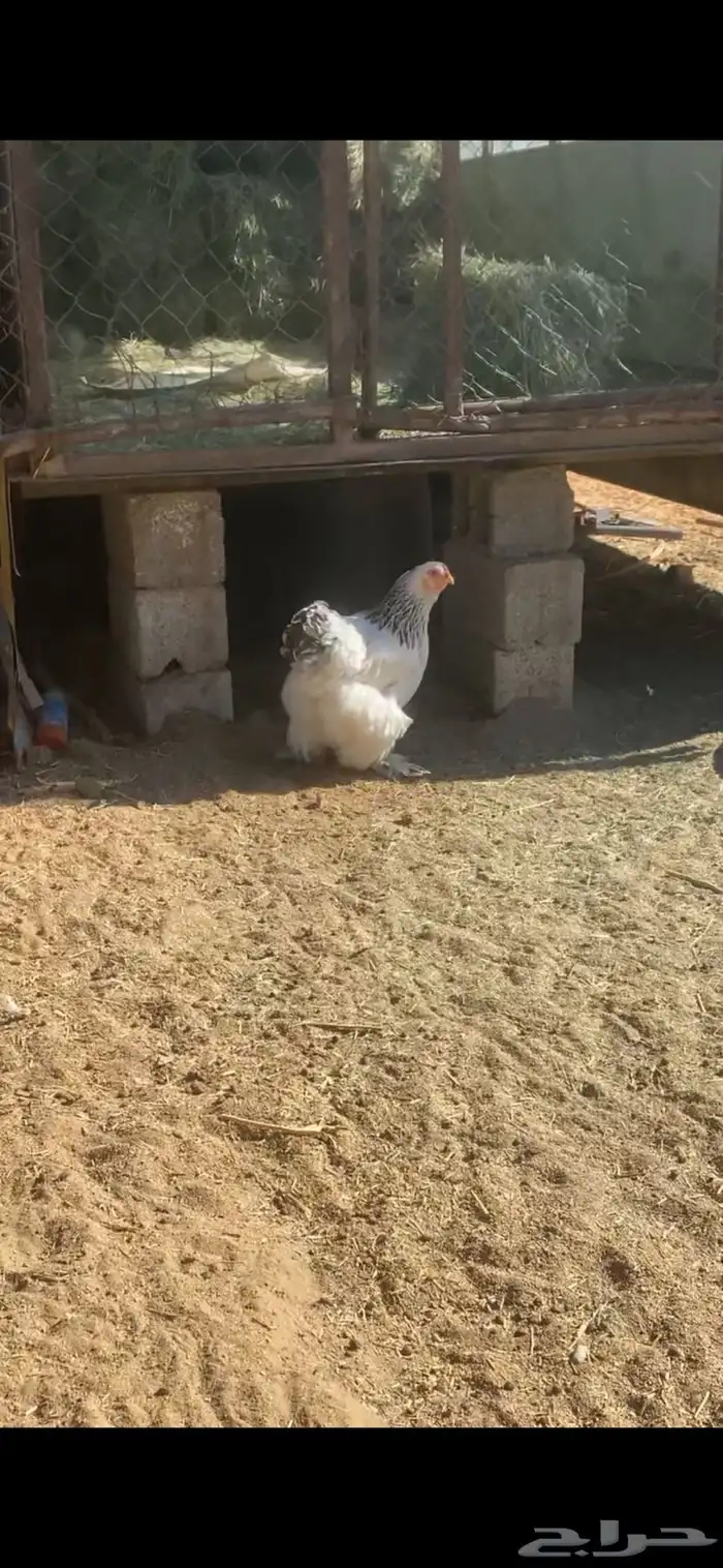 دجاج براهما كولمبي صنف دم صافي 3