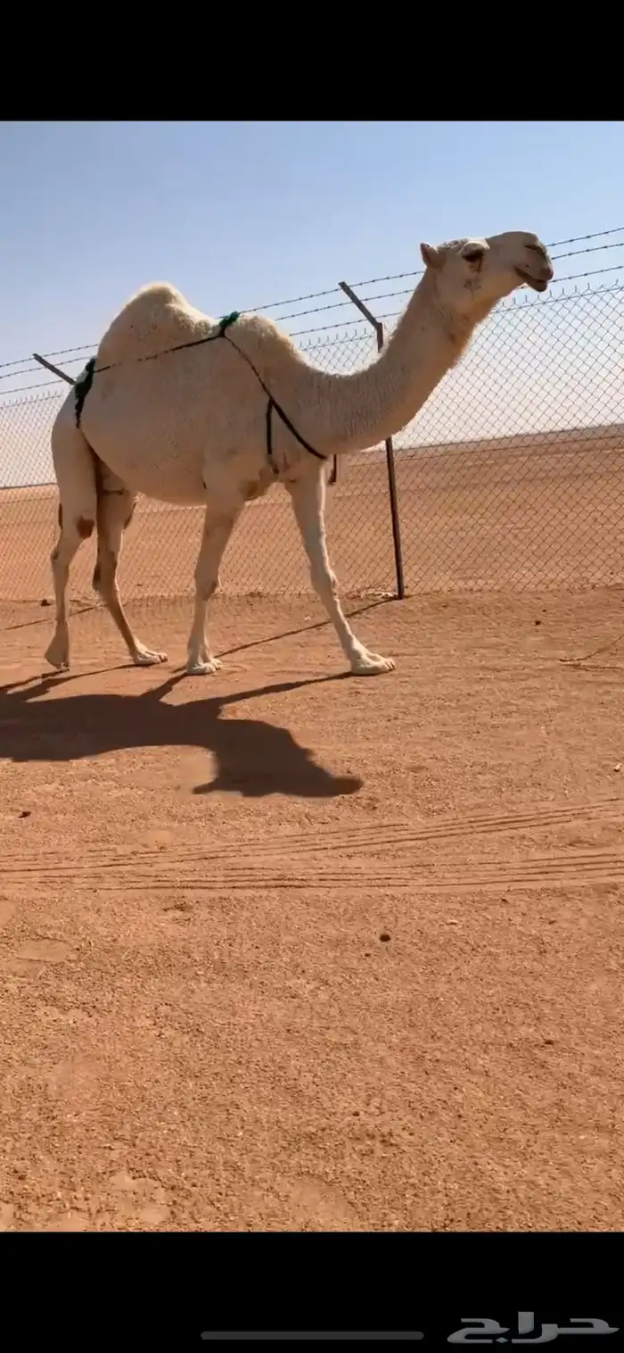 ضروبه مبيوع حاشيها قبل ايام عظمها طيب 10