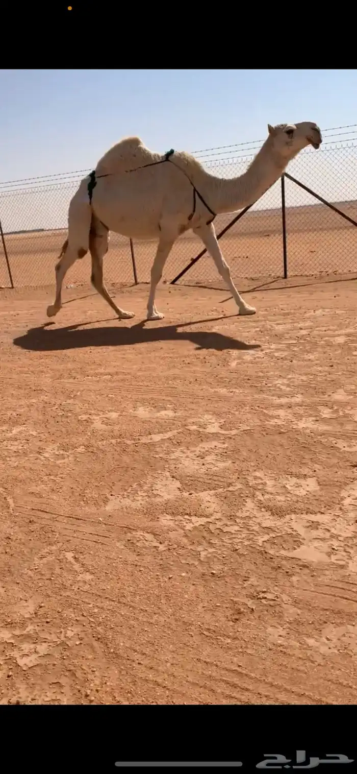 ضروبه مبيوع حاشيها قبل ايام عظمها طيب 8