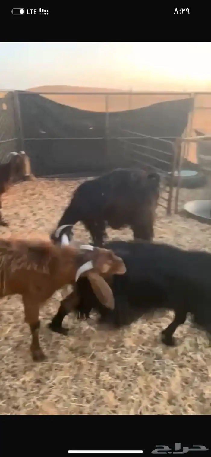 تيس مصري مشروع فحل 1