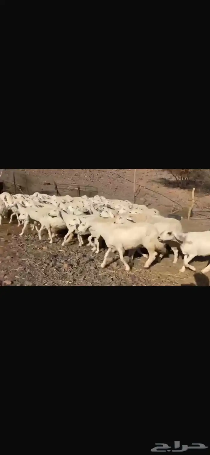 ظان العدد 80 تحتها واحد كلها دفيع معها افحلين 3