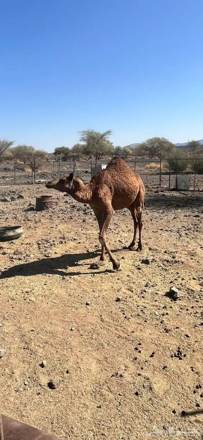 بكره للبيع 0