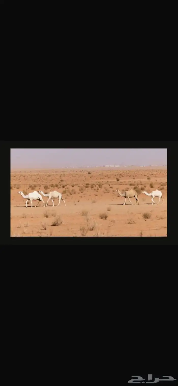 الإبل 3