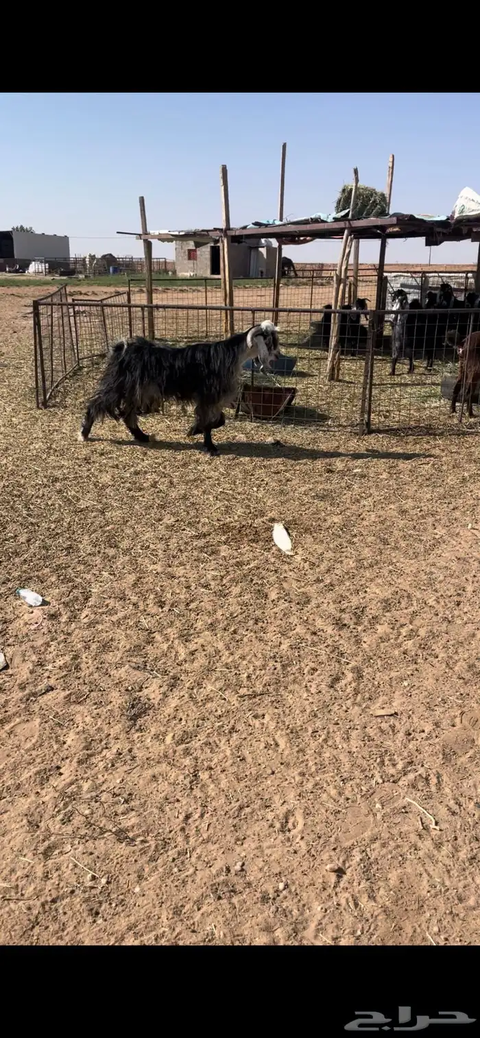 تيس عارضي ثني فحل وطيب والحد يسر 0