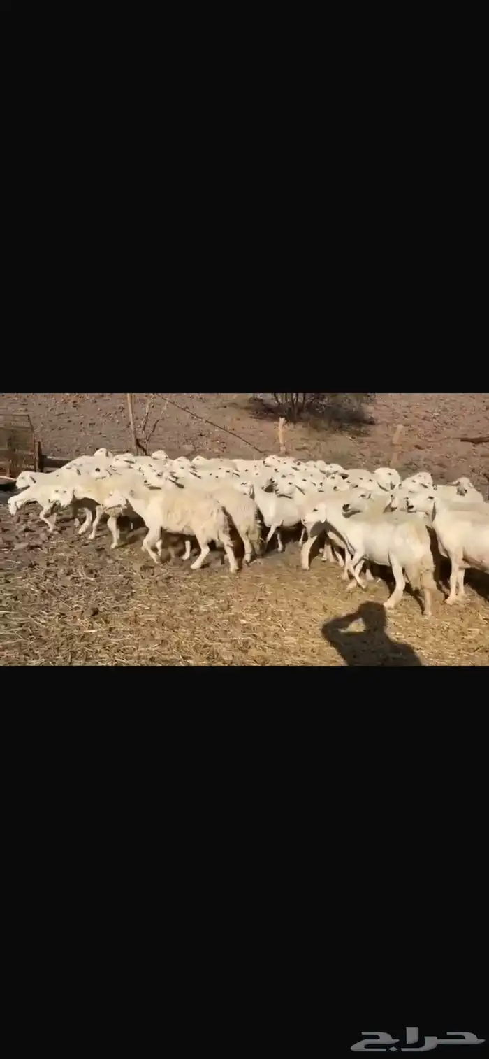 ظان العدد 80 تحتها واحد كلها دفيع معها افحلين 0