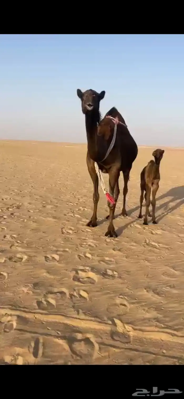 للبيع خلفه مجهم 4