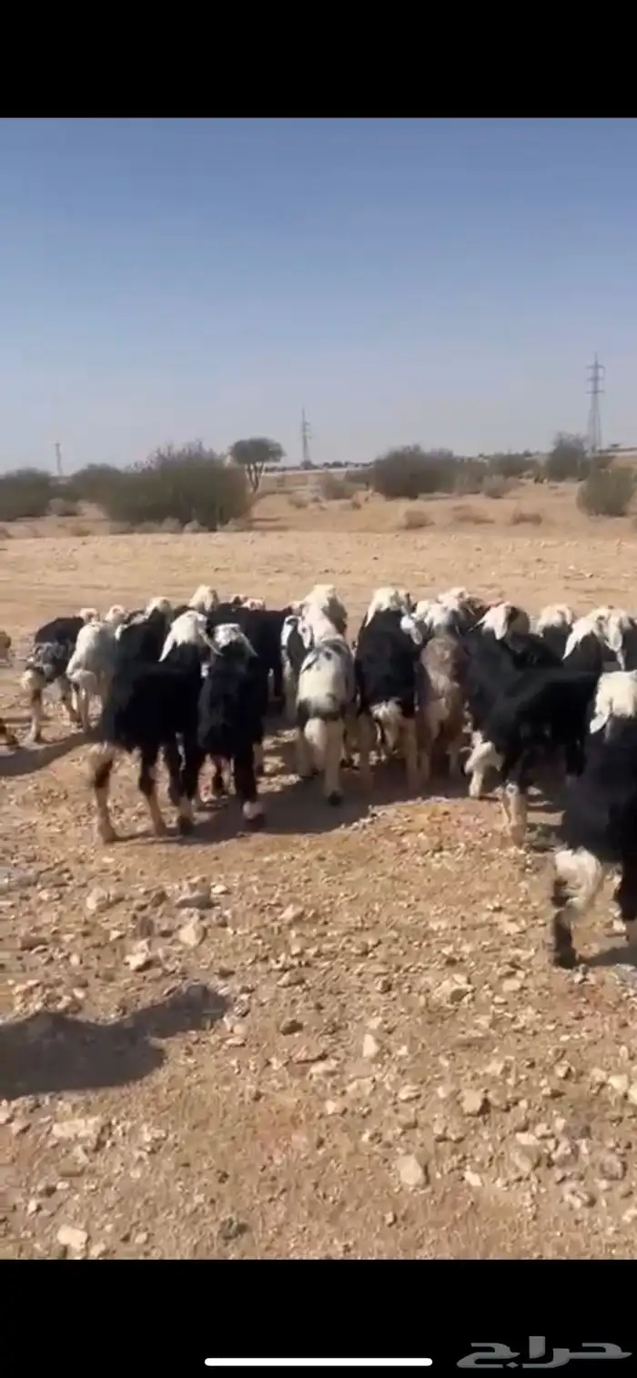 طليان نجد فاخره 0