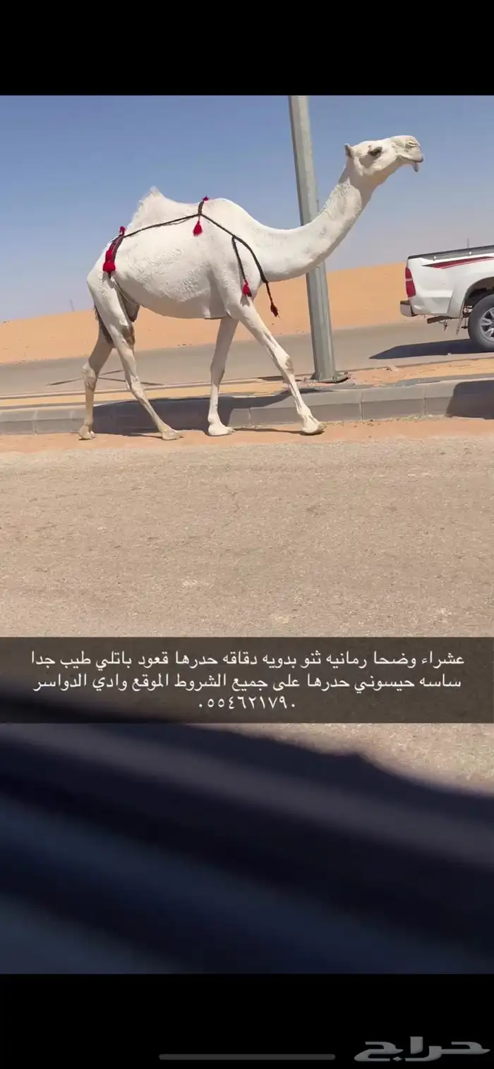 عشرا رمانيه بكر دقاقه معها قعود 0