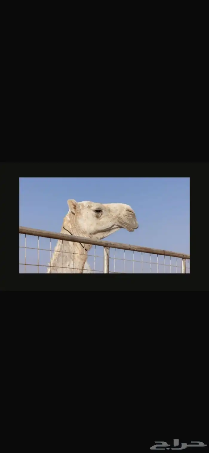 الإبل 0