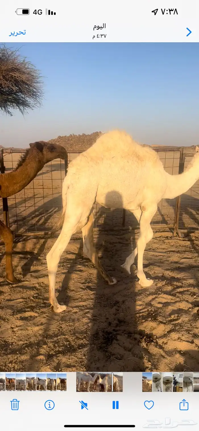 قعدان طيبه بربه 5