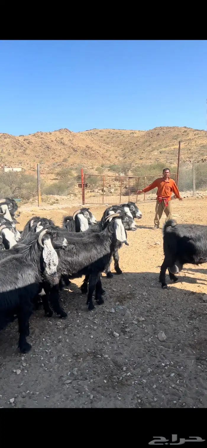 معزا عوارض مراح صنف 1