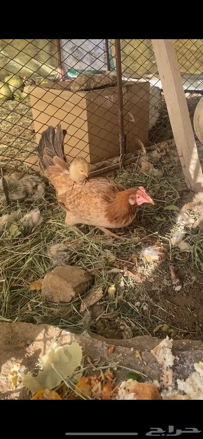 دجاجه مفرخة 1