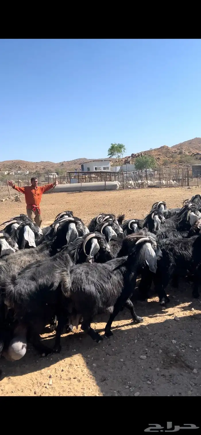 معزا عوارض مراح صنف 4