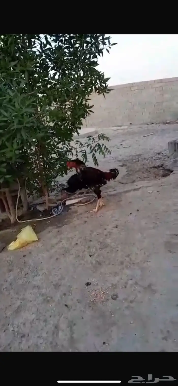 ديك ودجاجة سندي اصلي للبيع 0