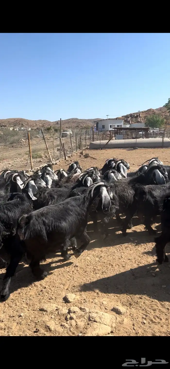 معزا عوارض مراح صنف 13