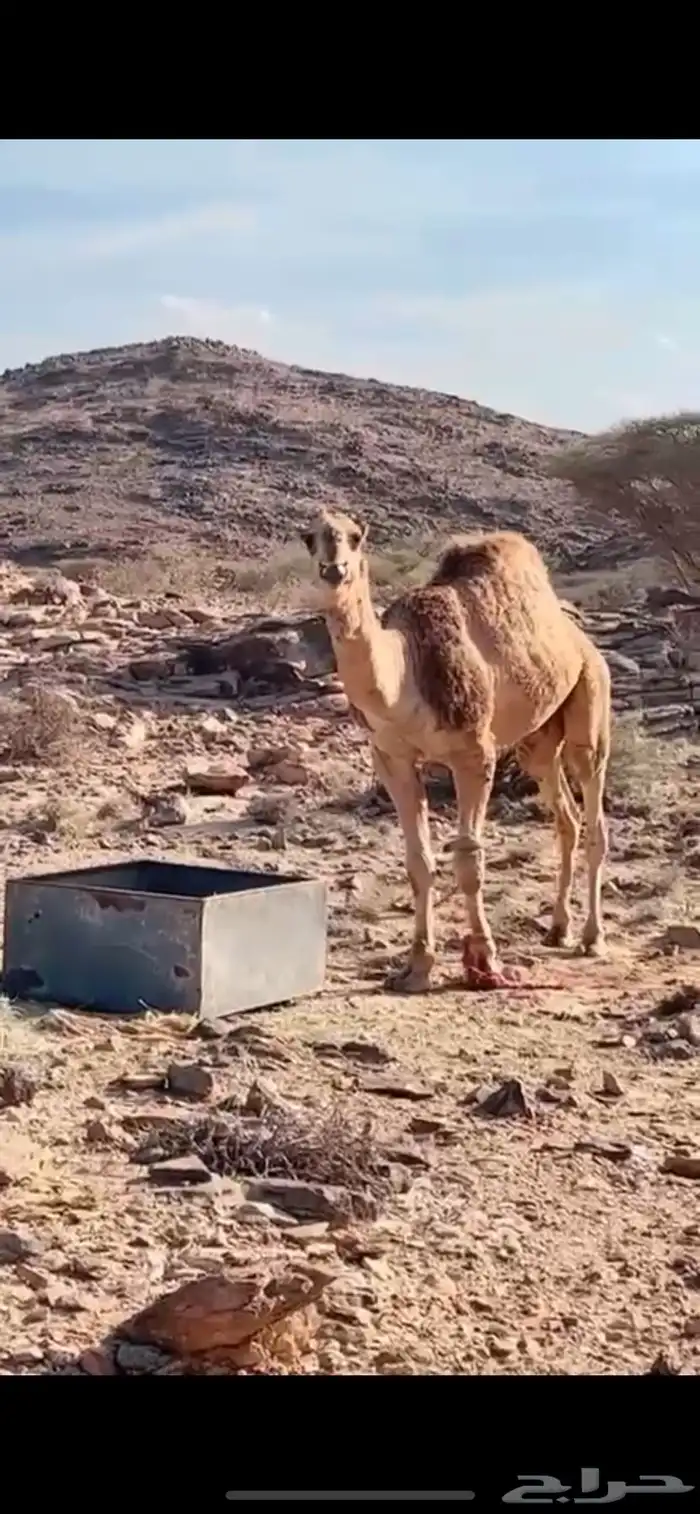 بعير للبيع 0