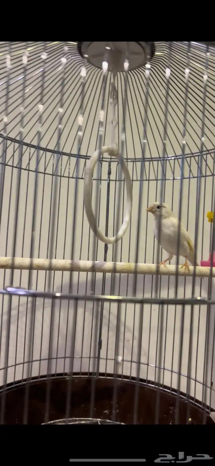 للبيع انثى كناري مع ولده وذكر كناري سوري 4