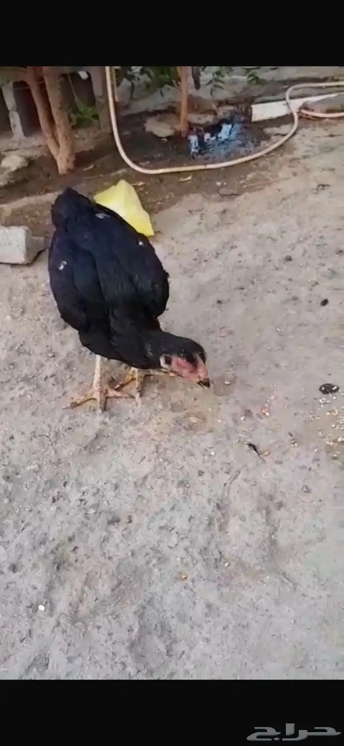 ديك ودجاجة سندي اصلي للبيع 3