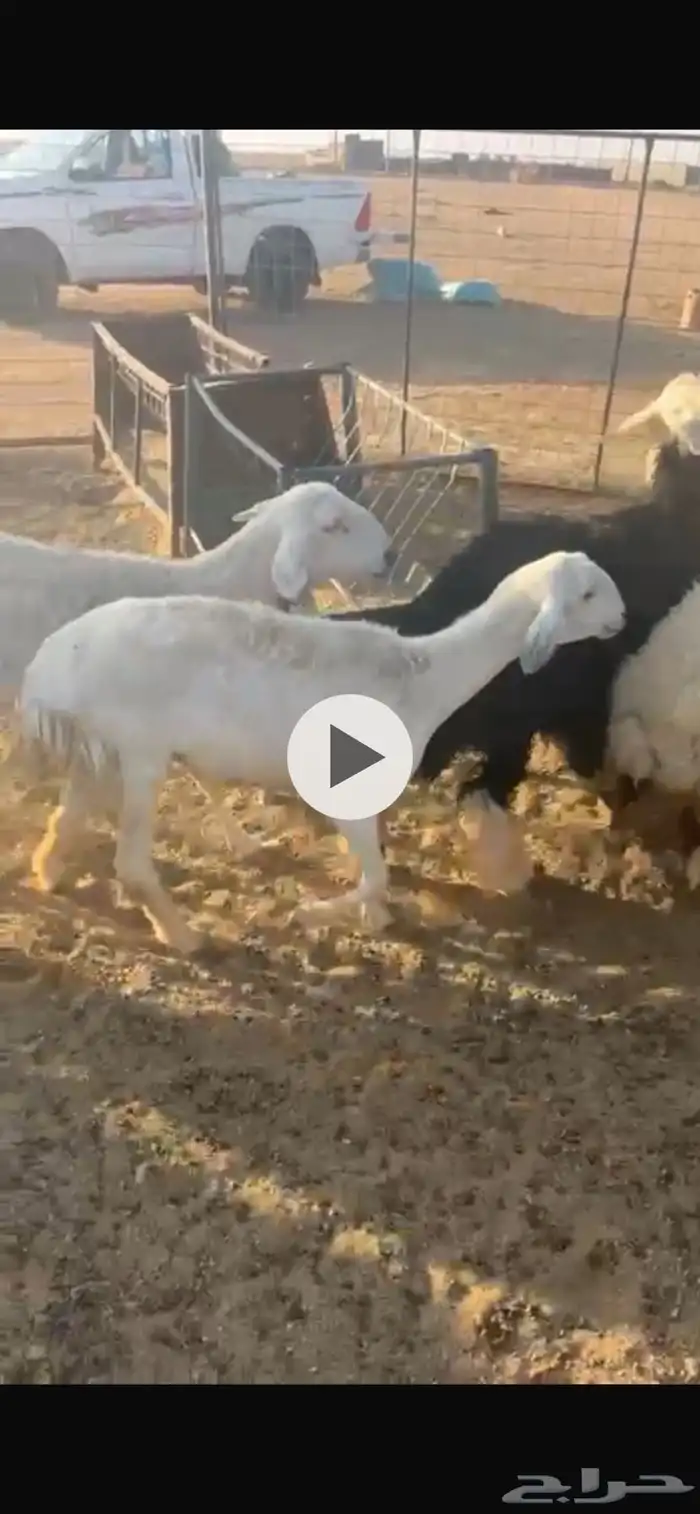 غنم مراح واحد طيبات ونظاف 4