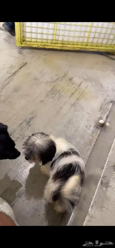 أنثى كلب شيتزو للبيع index