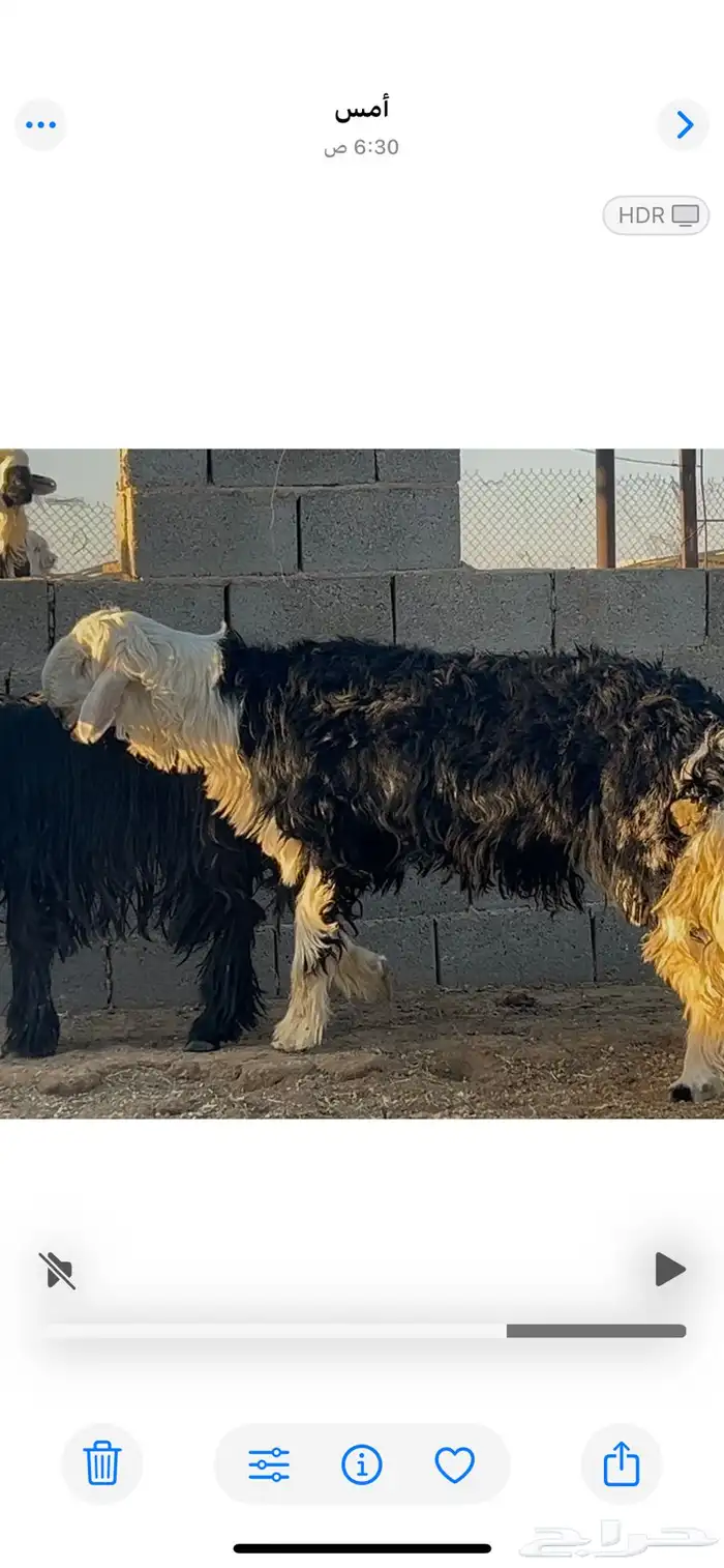 طلي نجدي جذع مشروع فحل 2