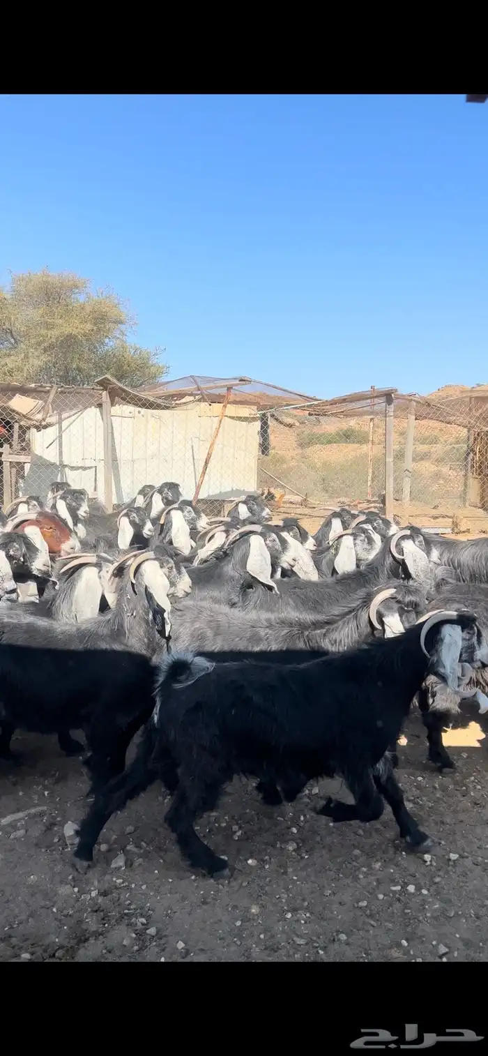 معزا عوارض مراح صنف 0