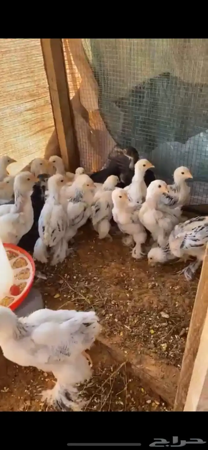 صوص براهما كولمبي 6