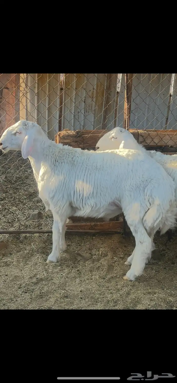 خروف حري 0