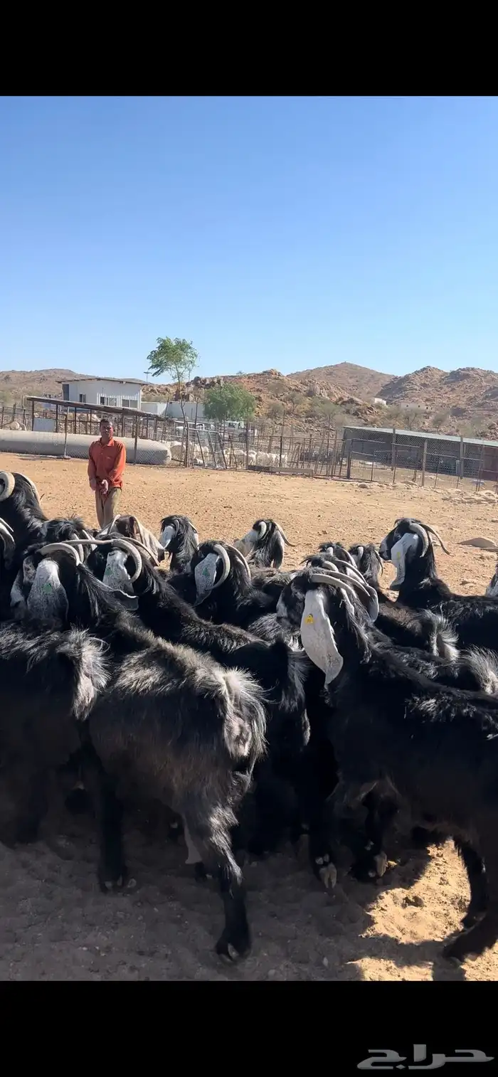 معزا عوارض مراح صنف 12