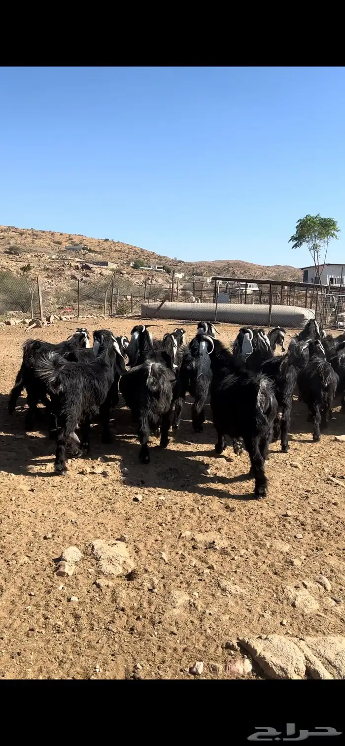 معزا عوارض مراح صنف 10