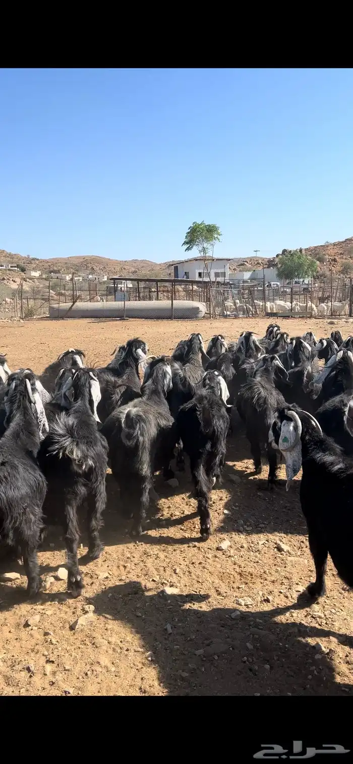 معزا عوارض مراح صنف 5