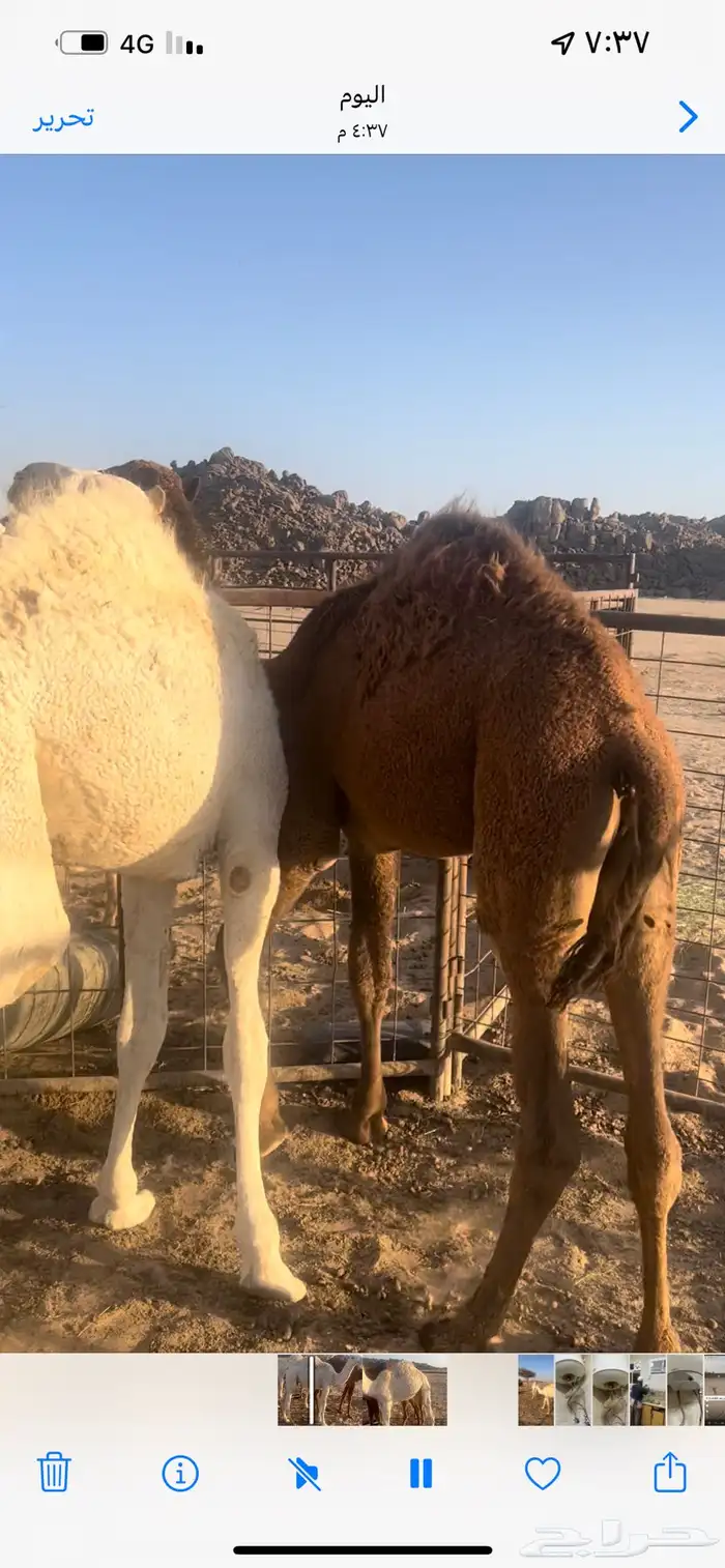 قعدان طيبه بربه 0