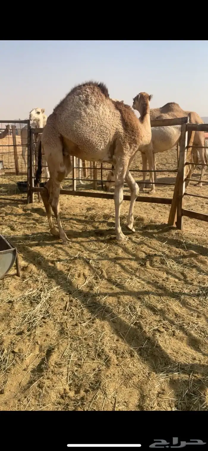 حشو كفوو حليب 3
