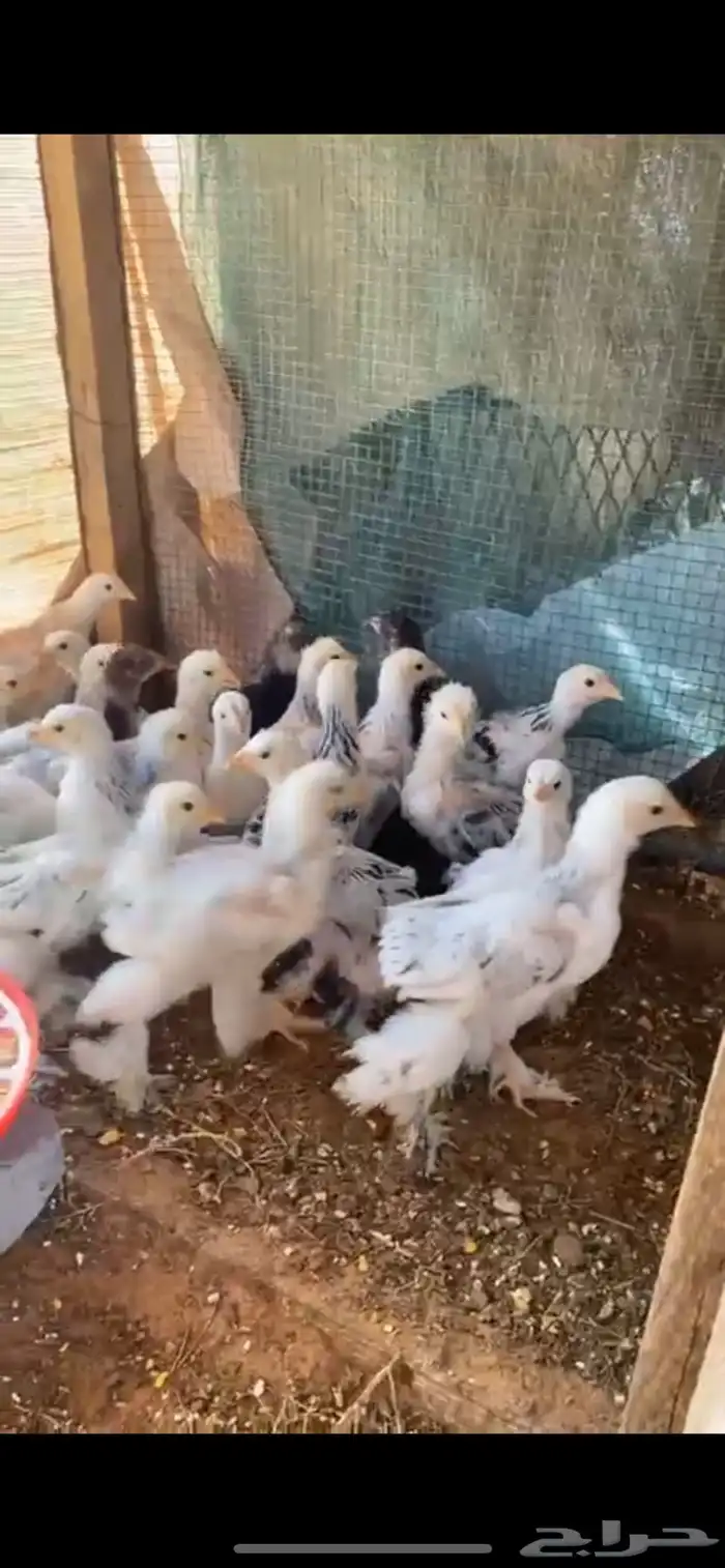 صوص دجاج براهماء كولمبي 6