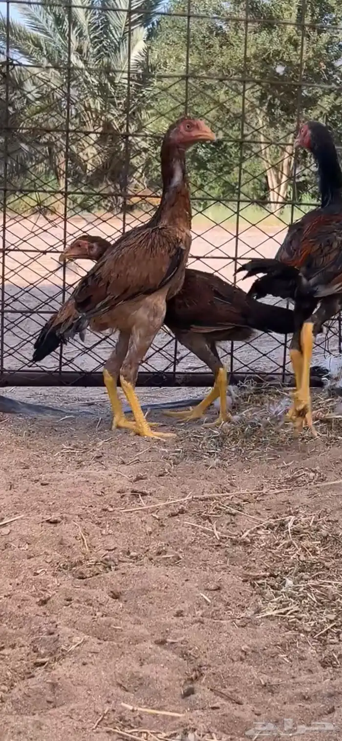 دجاج باكستاني 5