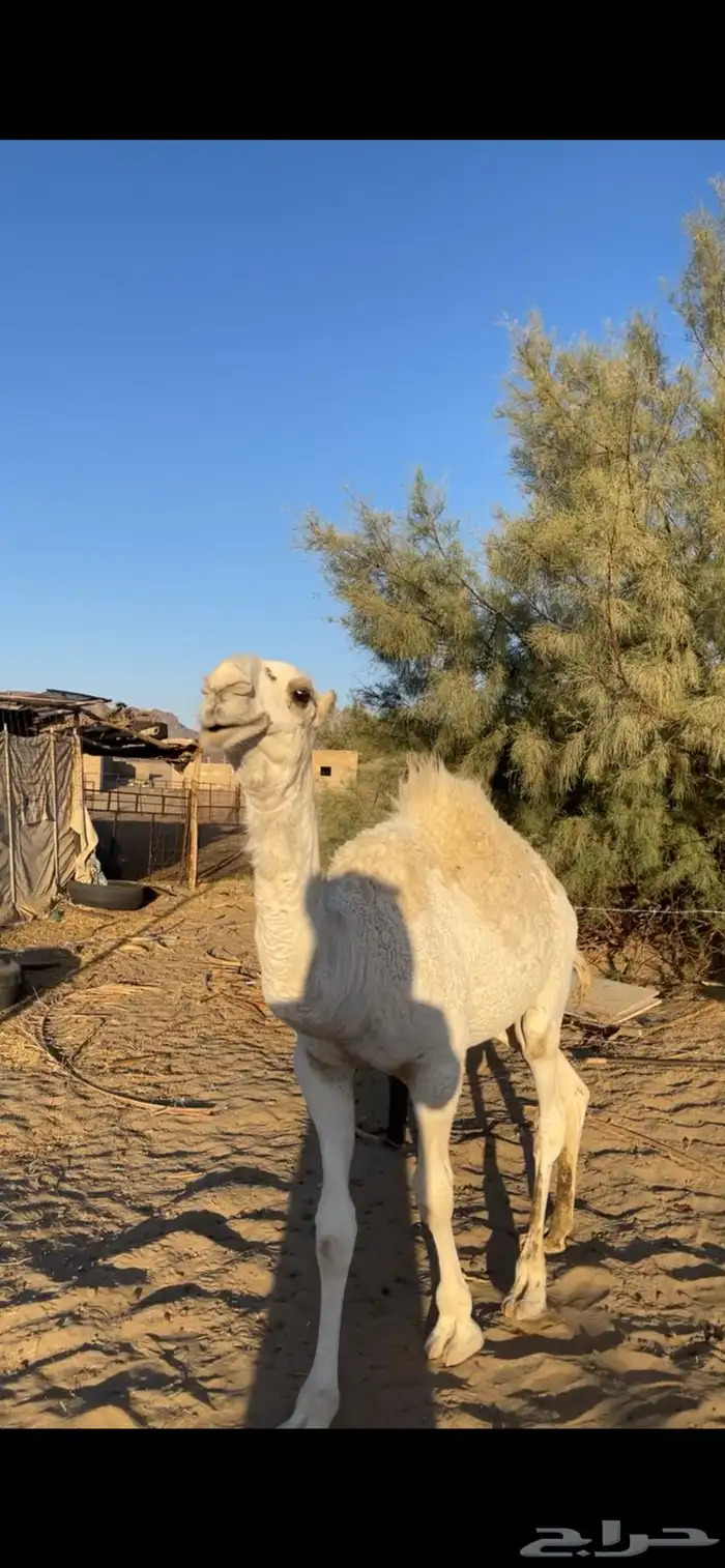 قعود باتلي على بعارين عبدلله بن دلمخ السبيعي مفرود 5