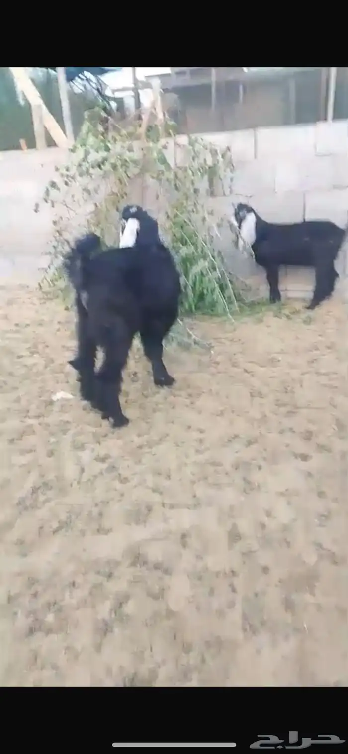 تيسين عوارض للبيع 3