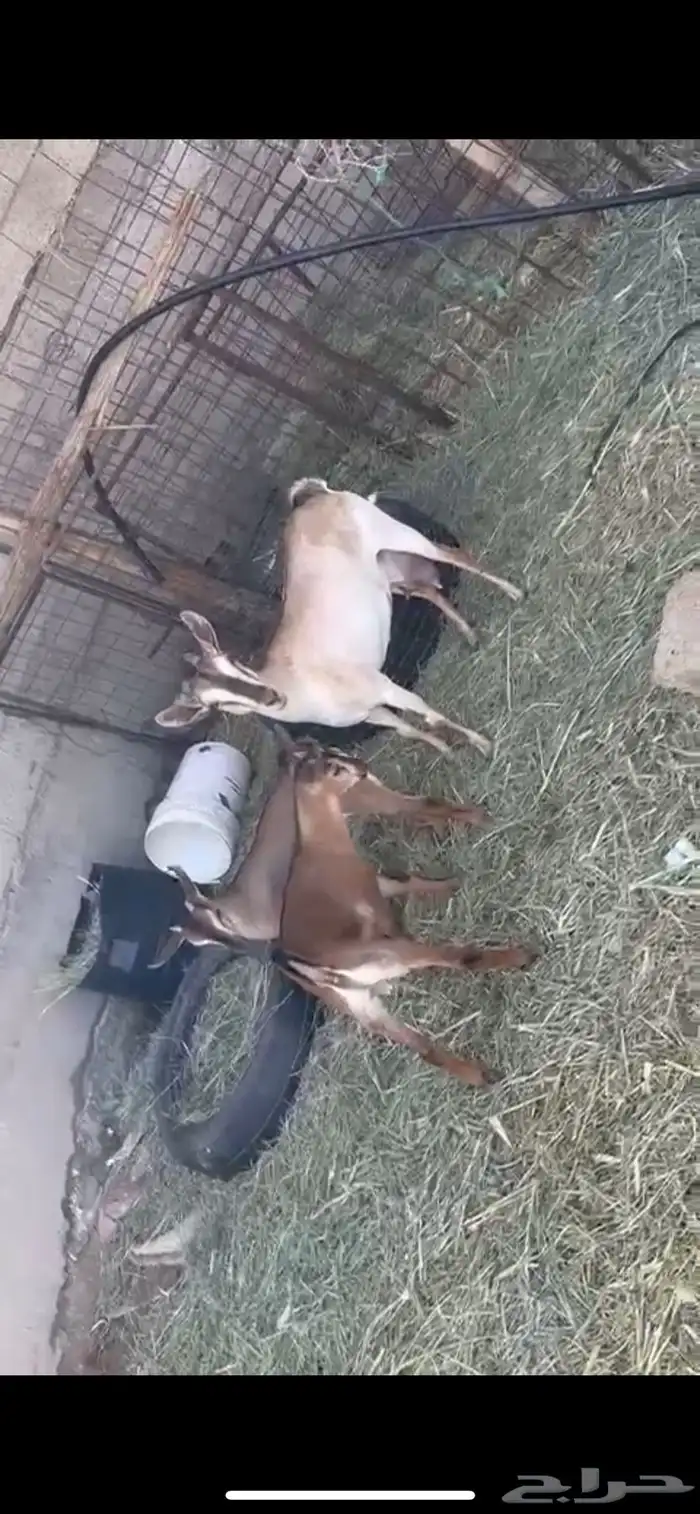 عنز جنوبية معها تيوس 2 0