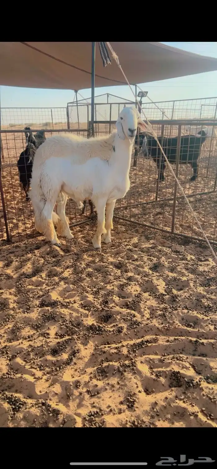 طلي حري جذع فحل صنف 2