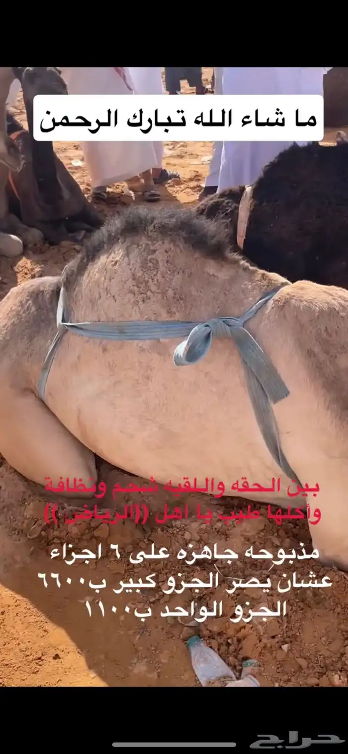 حاشي طيب قصب 0