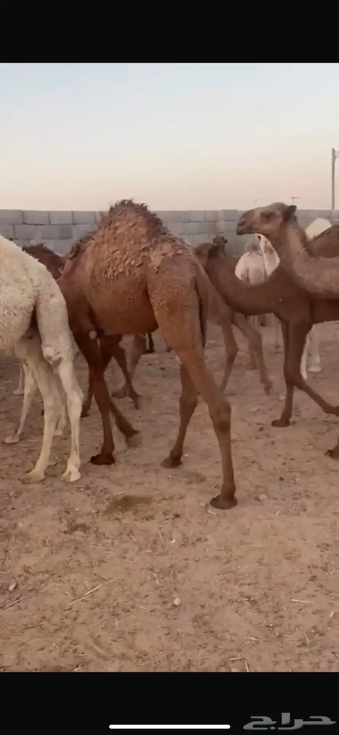 قعدان طيبات وفاخرات 1