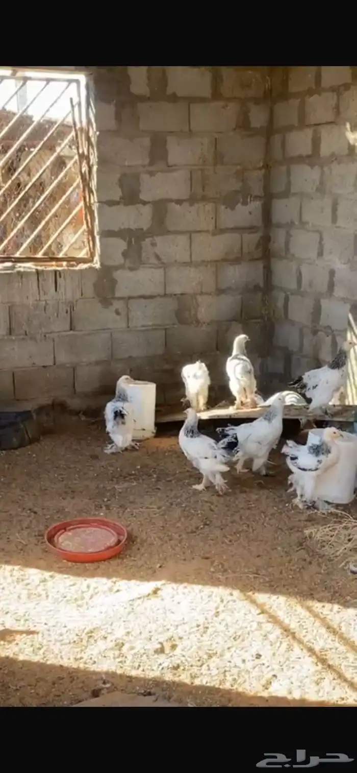 صوص براهما كولمبي 2