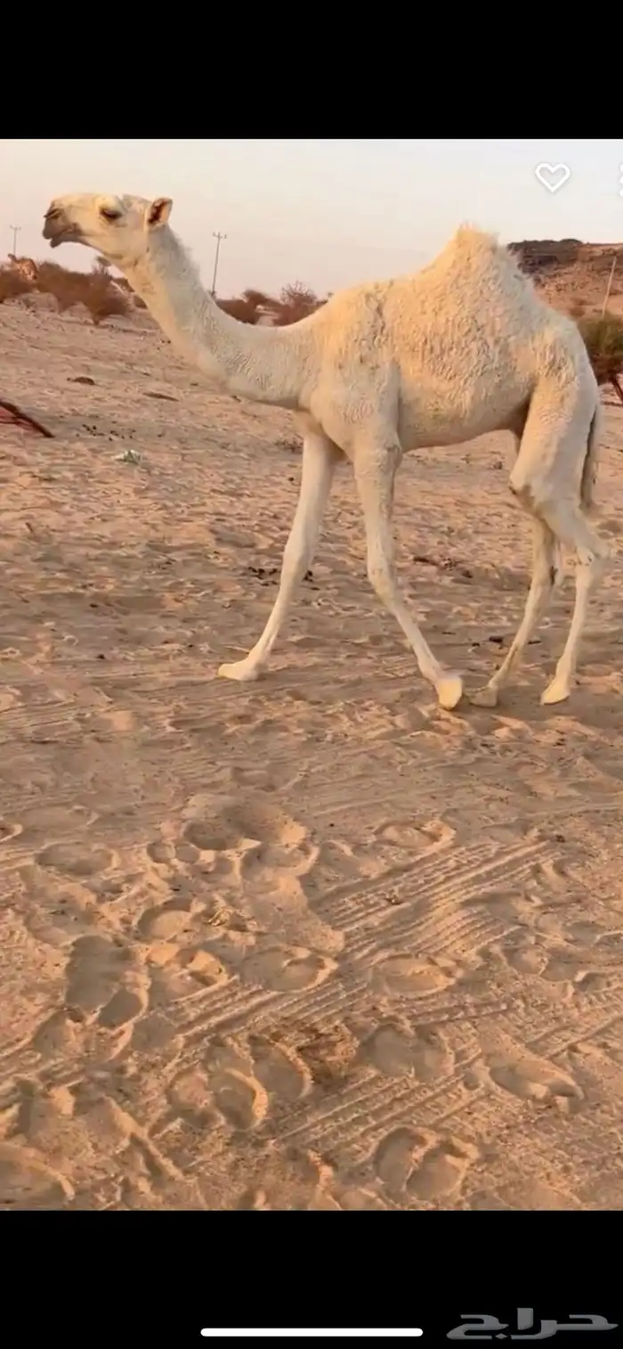 قعود اوضح علياني عظم كفو وعدال 0