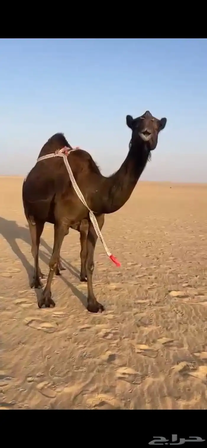 للبيع خلفه مجهم 3