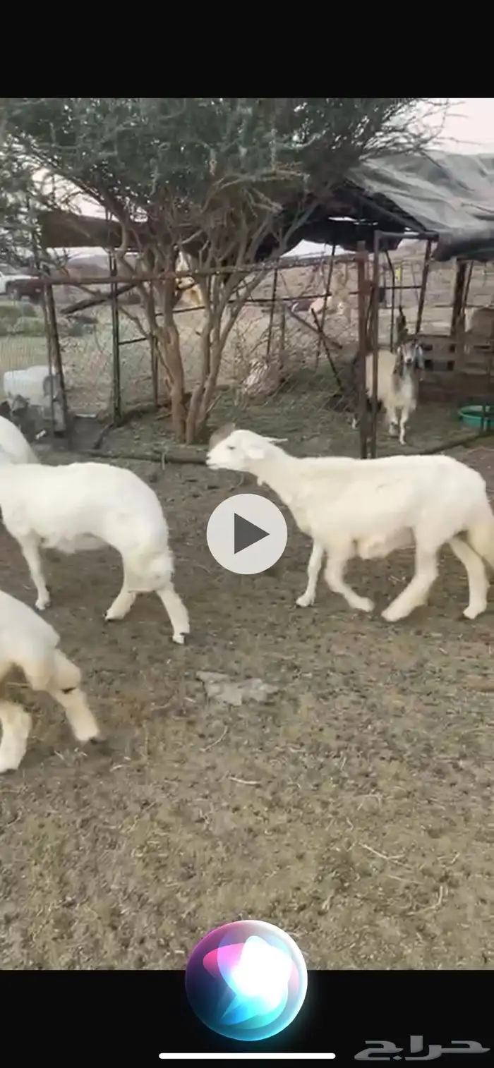 رخال للبيع 0