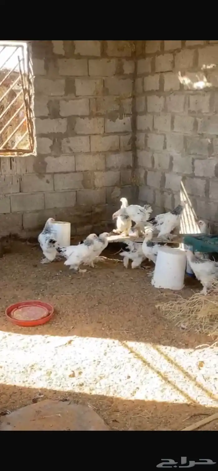 صوص براهما كولمبي 3