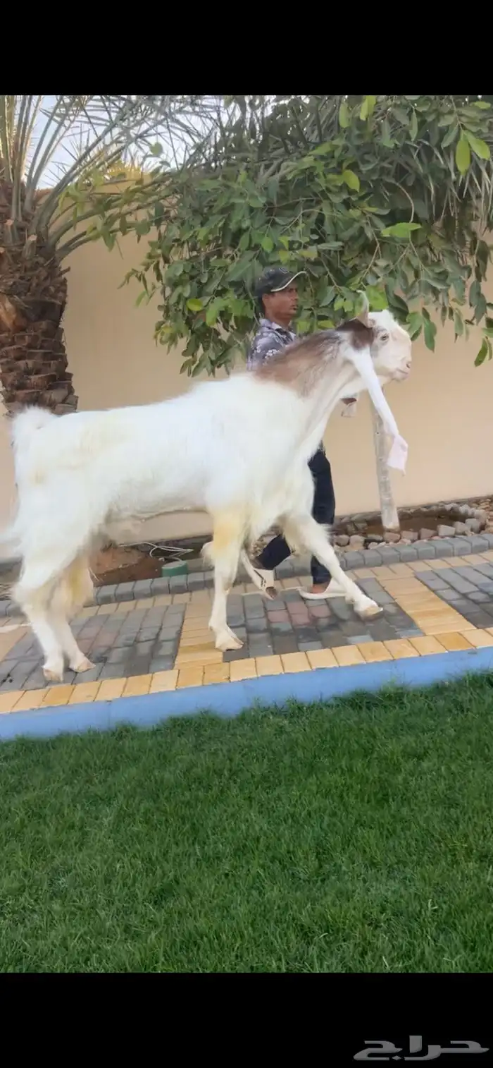 تيس هولندي فحل أسطوري 0